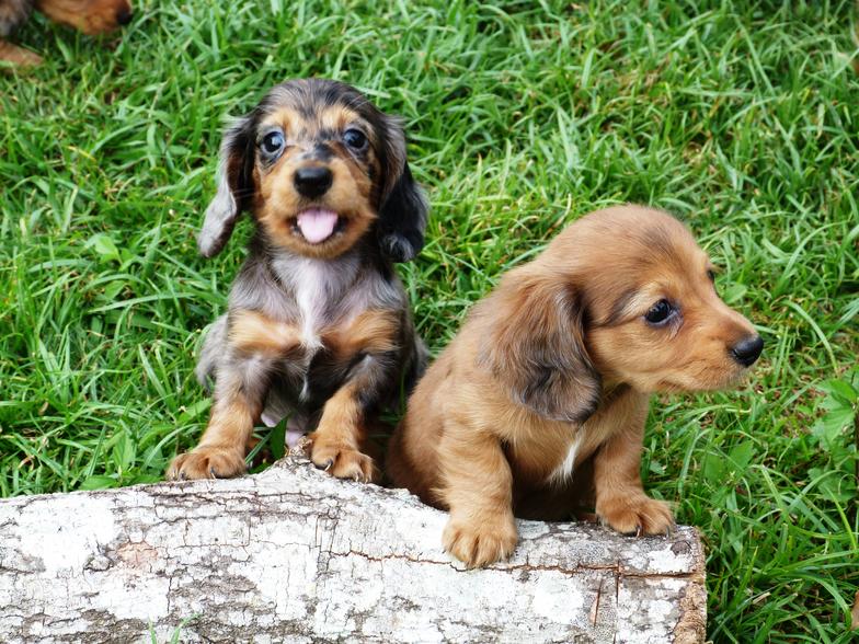 hasty lane farm mini dachshunds